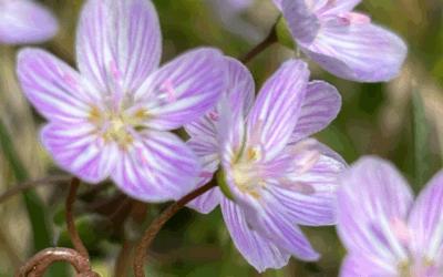 Moving Forward: Taking Action, Being Optimistic, and Practicing Reflection in Midlife Transitions